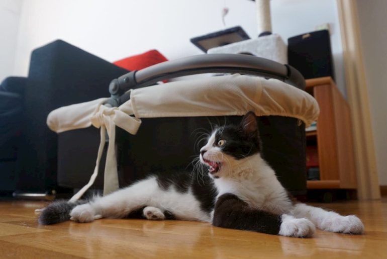 Ein Katzenbaby gefunden: was tun? Yoda - unsere schwarz-weiße Katze