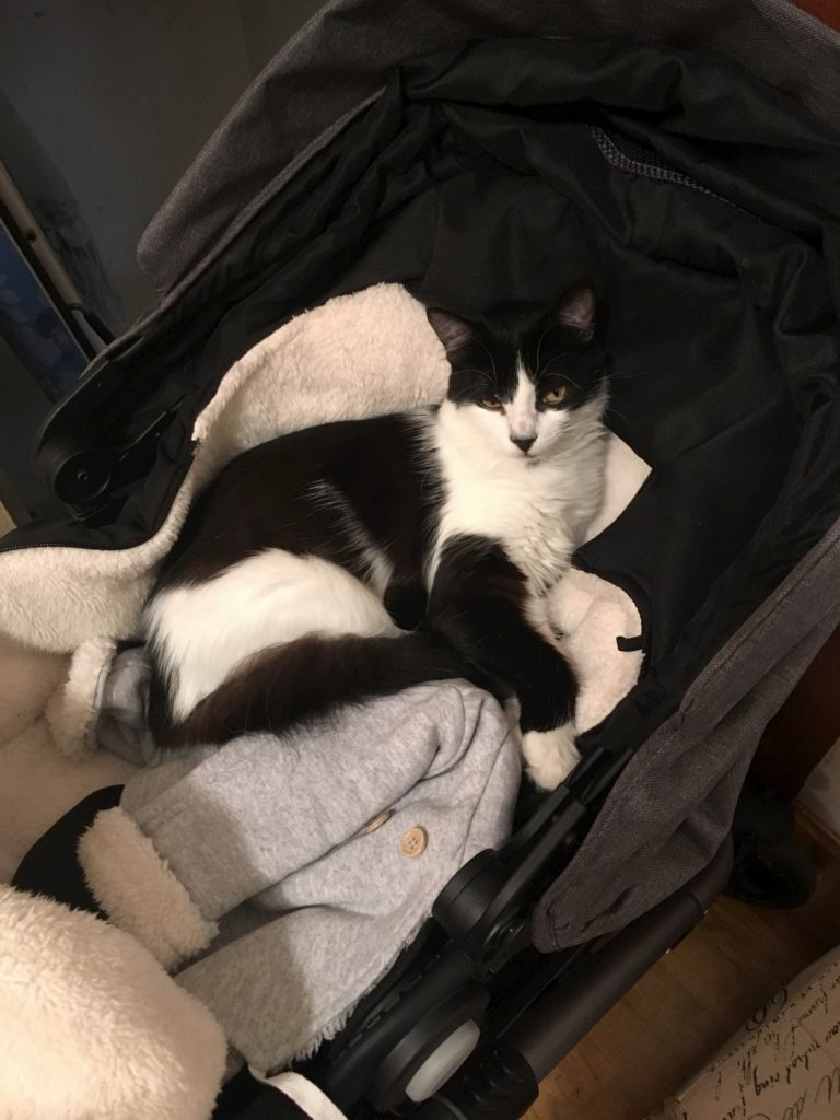 Yoda - unsere schwarz-weiße Katze